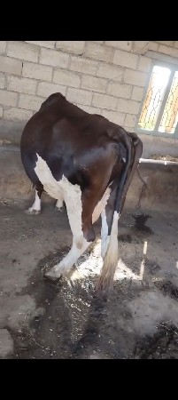 HF બે મહીના નિ વીયગલ શે