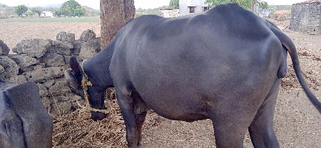 ખડેલી વેચવાની સે