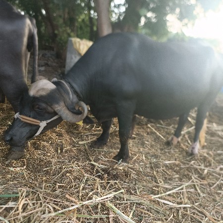 bhagari  bhesh vech vani che