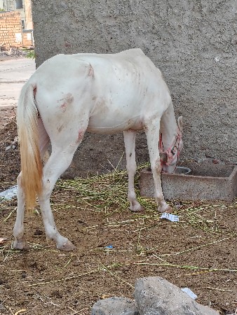 નુંકરી વેચવાની છે