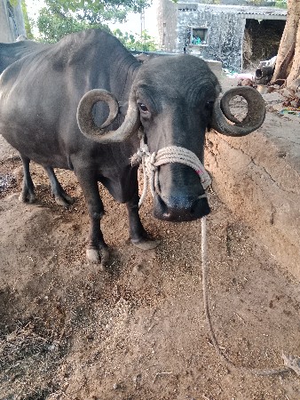 ભેંસ વેચવાની છે