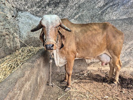ગાય વેચવાની છે