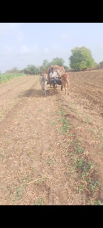 ગોદલા વેચવાના છે પહેલી વાવણી આવશે