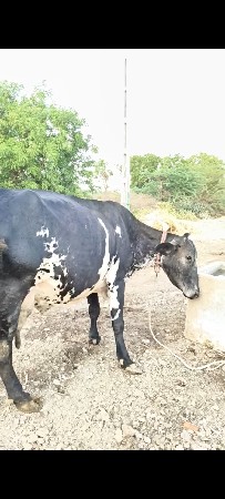 ક્રોસ ગાય વેચવાની છે.