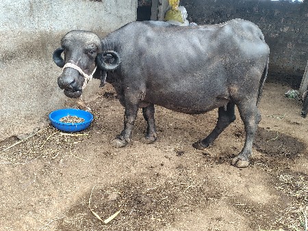 ખડેલી પેલું વેતર