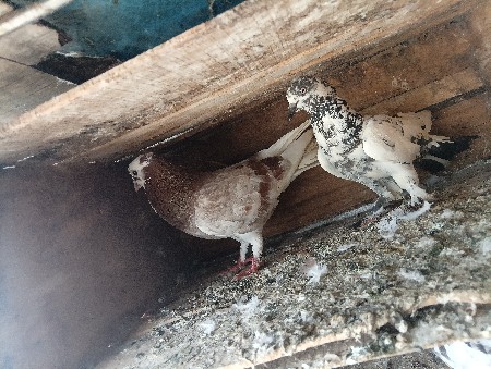 કબુતર વેચવાના છે