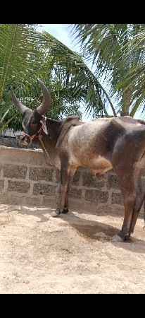 ગામ બળેજ જીલ્લો પોરબંદર