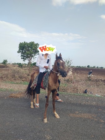 ઘોડો વેસવા નસે સાટા.પણ કરવાના