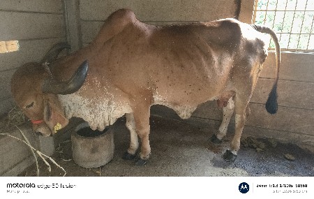 ગીર ગાય