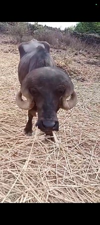 પાડો વેચવાનો છે