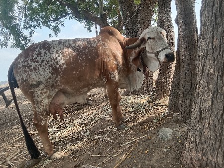 ગાભણ ગય
