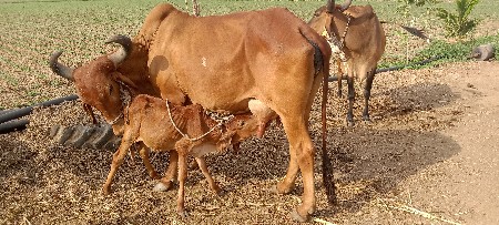 ગાય વેચાવાનીછે