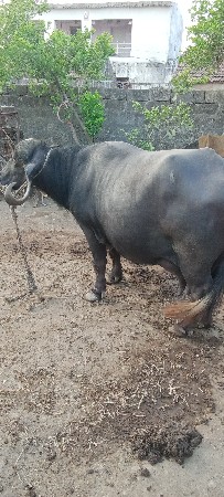 ભેંસ વેચવાની છે ભેંસ વેચવાની છે