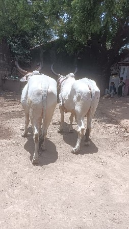 સીમાસી મેંદરડા જુનાગઢ