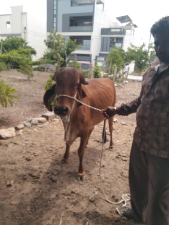 વેચવાની છે