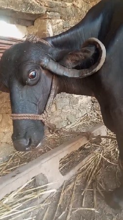 ભેશ વેચવાની છે