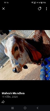 વાછડી