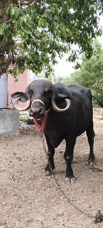 ખડેલી વેચવાની છે
