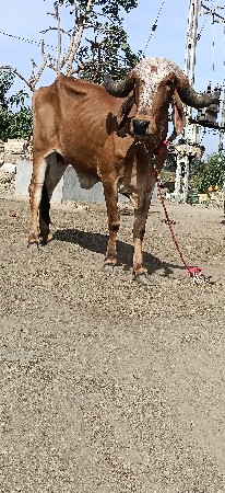 ગીર હોડકી વેચવાની છે