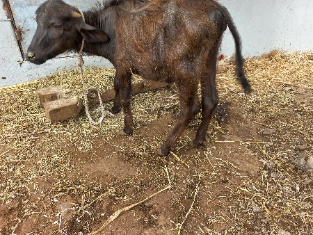 પાડી વેસવાની છે