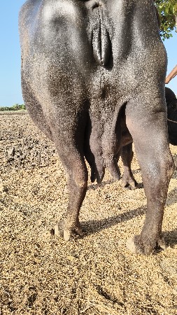 97258 54992 પર કોલ કરવો