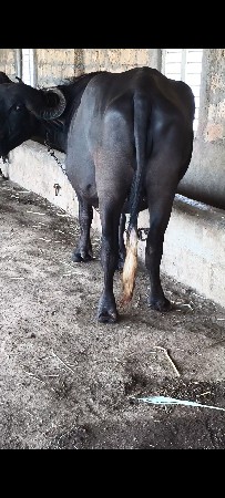 પેલા વેતર ની ખણેલી વેચવાની છે