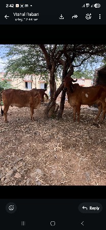 ગાય વેચવાની છે