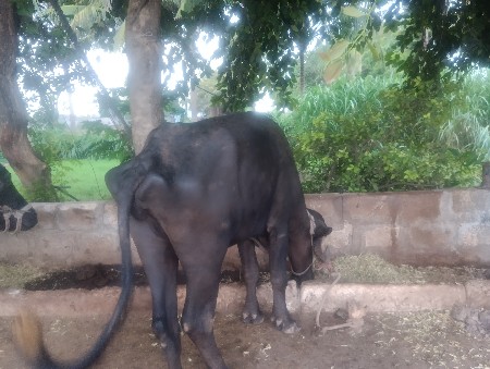 ખડેલી વેચવાની છે