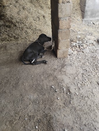 ભેંશ વેચવાની છે.