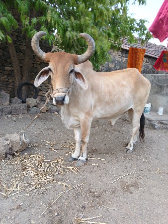 બળદ વેશવાના શે