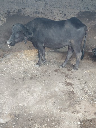 આ ભેશ વેચવાની છે