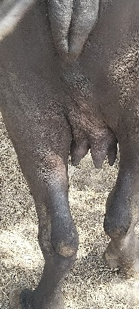 1વેતર વિયાસે