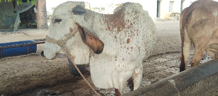 આ ગાય વેશવા ની છે