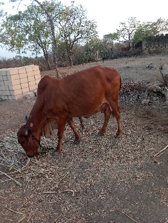 ગાય વેચવાની છે