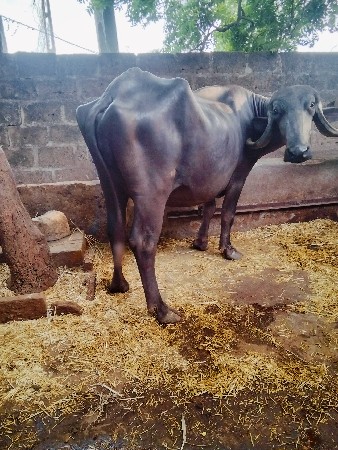 khadelu