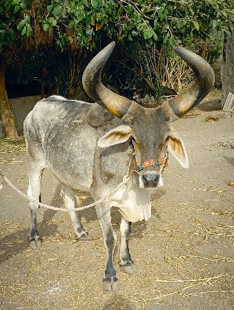 Balad Vechavana chhe
