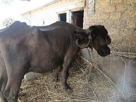 પ્યોર જાફરાબાદી