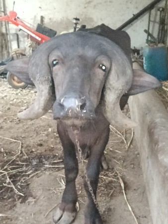 જાફરાબાદી પાડો વેચવાનો છે