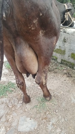 ગાય વેચવાની છે એસફગાય છે