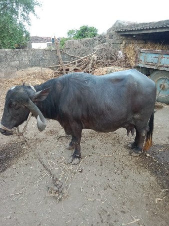 ભેંસ વેચવાની છે