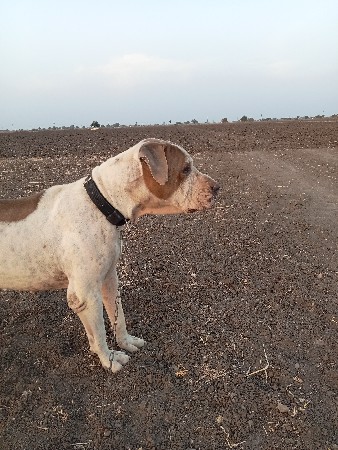 પાકીસ્તાની બુલ વેચવાનો છે