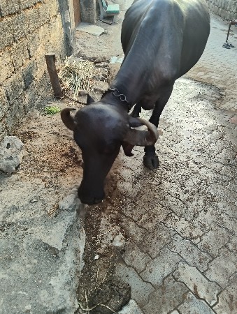 વસ્તુ સારી