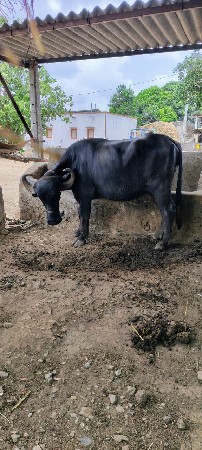ભેંસ વેચવાની છે