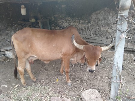 ગાય વેચવાની સે