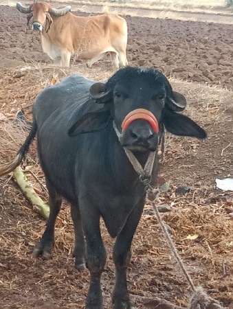 પેલું વેતર છે જવાબદારીથી દેવાની છે