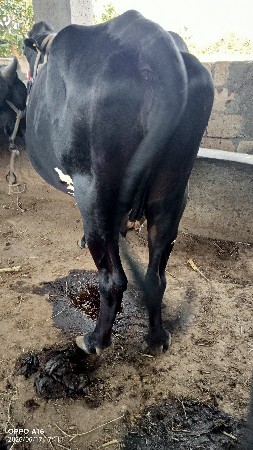 જર્સી ગાય વેસવાની છે