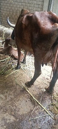 દેશી ગાય