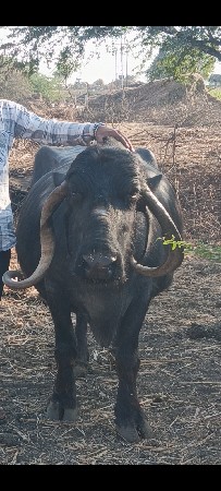 ભેંસ વેચવાની છે