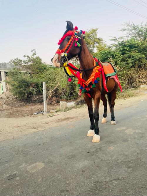 ghodi