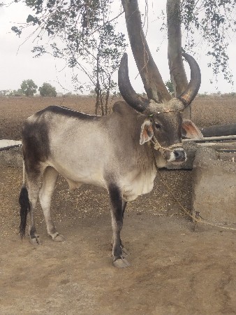 એક ગોઢલો વેચવાનો છે